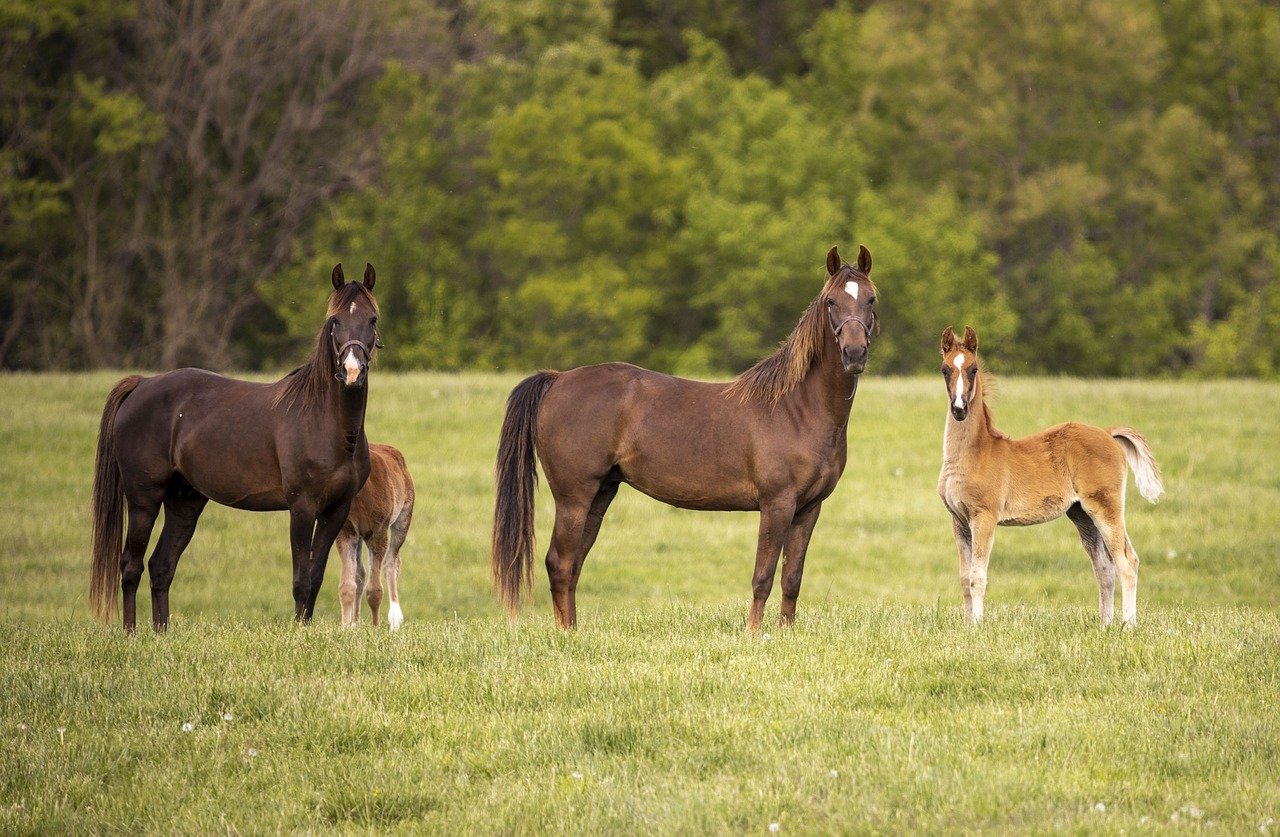 equitation paloise